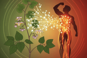 Rahasia Vitalitas Pria: Manfaat Epimedium Grandiflorum yang Jarang Diketahui